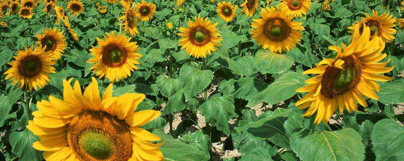 油葵種植技術(shù)和產(chǎn)量