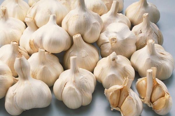 大蒜水培種植方法如下