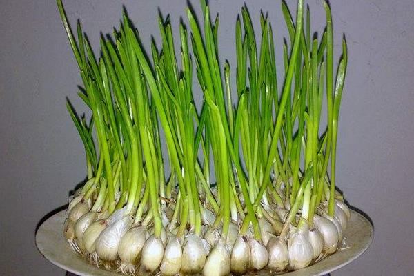 大蒜水培種植方法如下