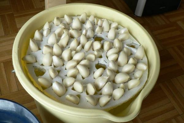 大蒜水培種植方法如下