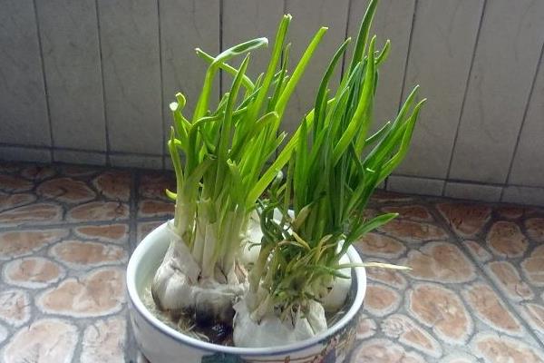 大蒜水培種植方法如下