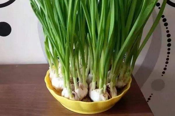 大蒜水培種植方法如下