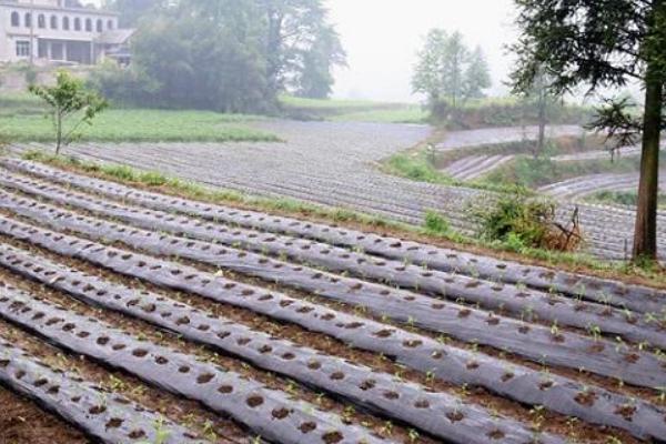 海椒種植時間和方法