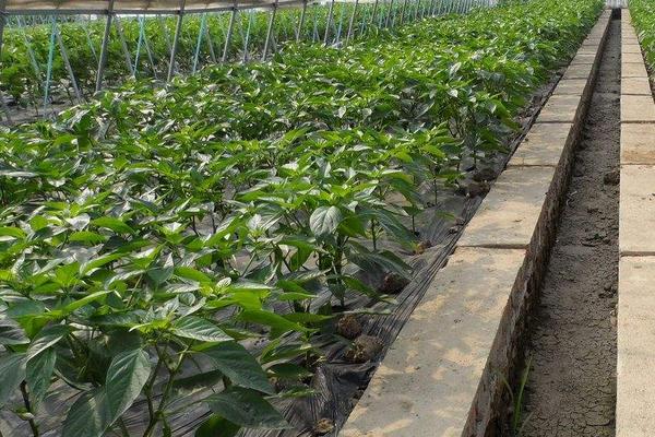 海椒種植時間和方法