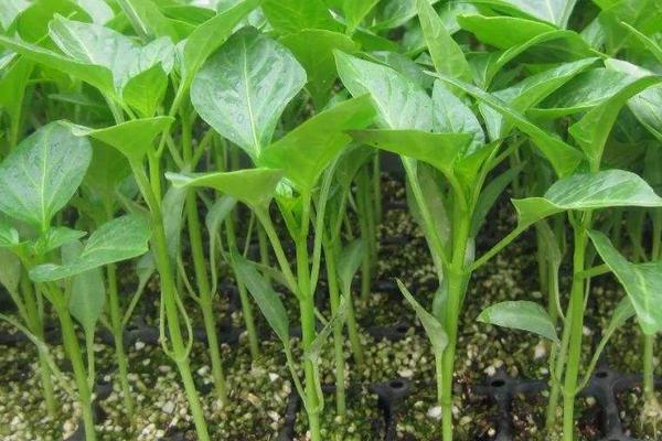 海椒種植時間和方法