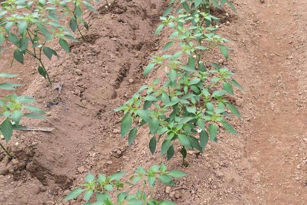 海椒種植時間和方法
