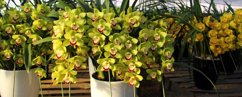 惠蘭的養(yǎng)殖方法和注意事項