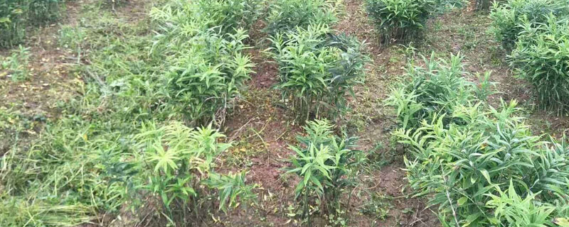 黃精種植條件和方法