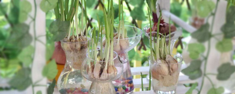 大蒜水培種植方法如下