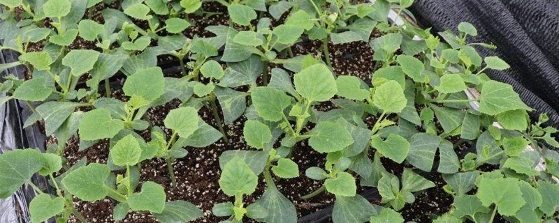 南瓜苗的高產(chǎn)栽培技術(shù)