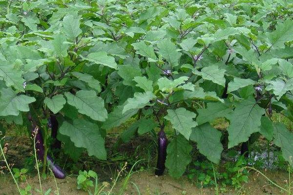 茄子田間管理技術(shù)要點(diǎn)