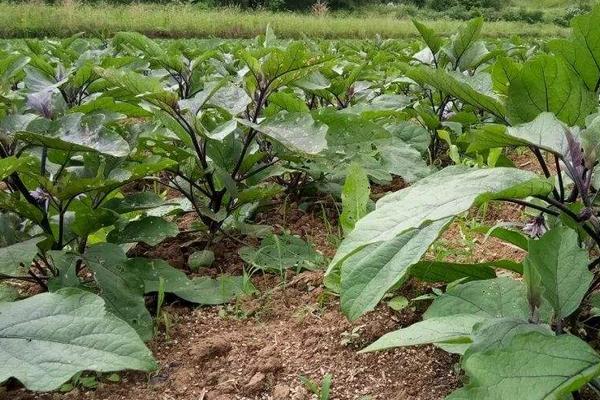 茄子田間管理技術(shù)要點(diǎn)