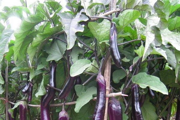 茄子田間管理技術(shù)要點(diǎn)