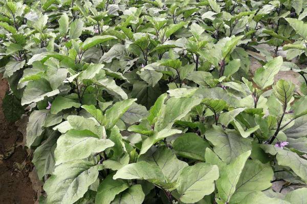 茄子田間管理技術(shù)要點(diǎn)