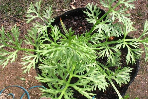 福壽花的種植過程