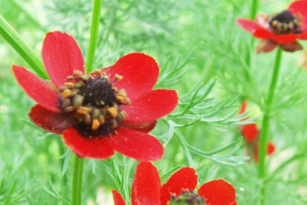 福壽花的種植過程