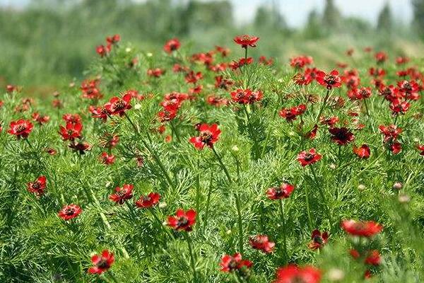 福壽花的種植過程