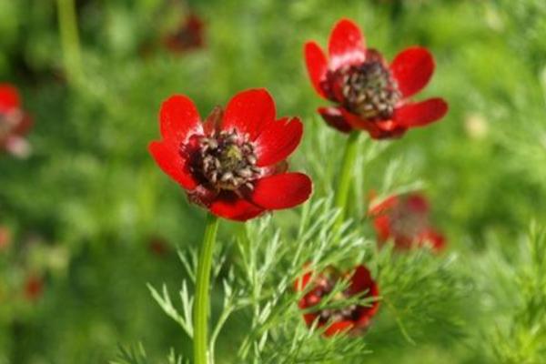 福壽花的種植過程