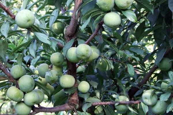 優質李子苗品種介紹