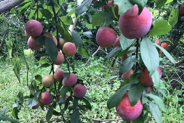 優質李子苗品種介紹