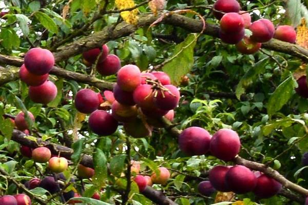 優質李子苗品種介紹