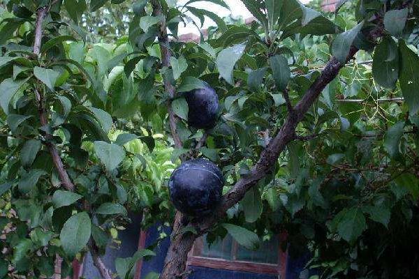 優質李子苗品種介紹