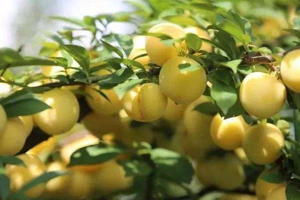 優質李子苗品種介紹