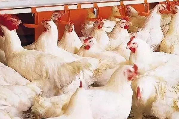 速成雞的養(yǎng)殖技術(shù)