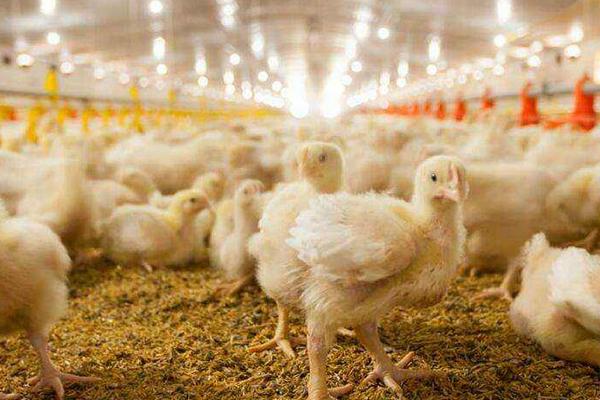 速成雞的養(yǎng)殖技術(shù)