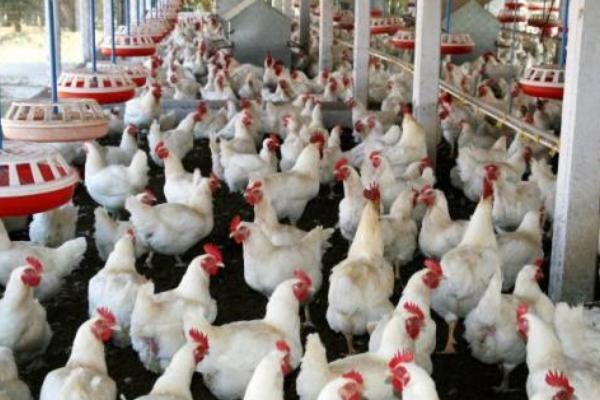 速成雞的養(yǎng)殖技術(shù)