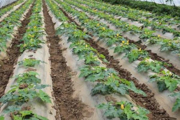 蜜本南瓜種植技術規程