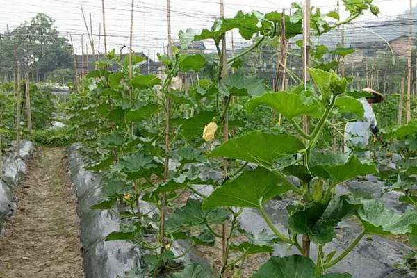 蜜本南瓜種植技術規程