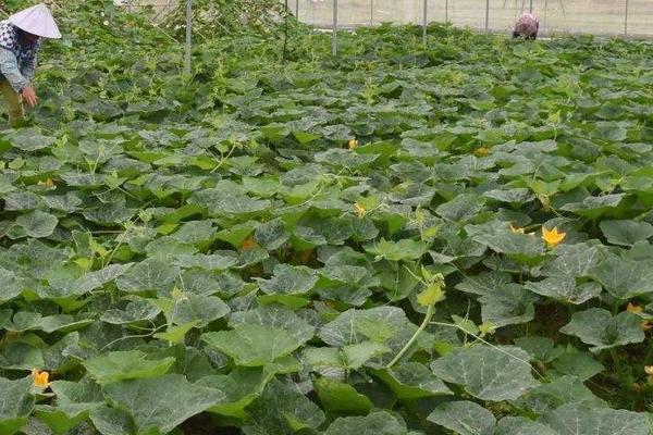 蜜本南瓜種植技術規程