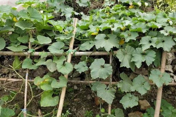 蜜本南瓜種植技術規程