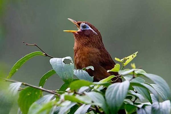 畫眉鳥飼料絕密配方
