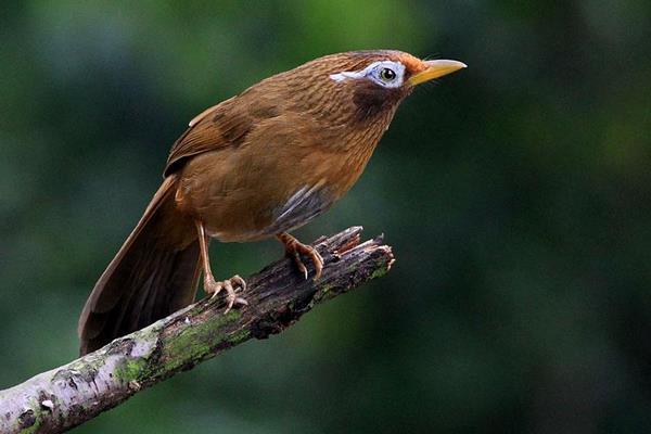 畫眉鳥飼料絕密配方