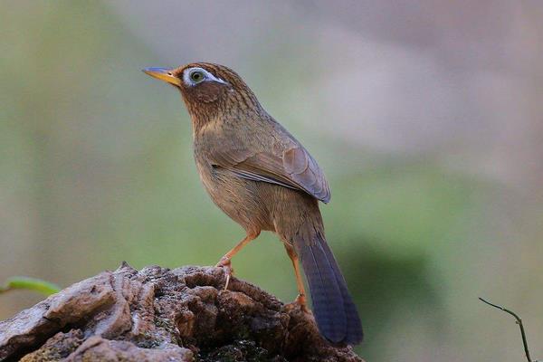 畫眉鳥飼料絕密配方
