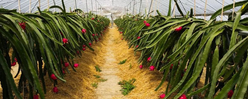 火龍果種植技術