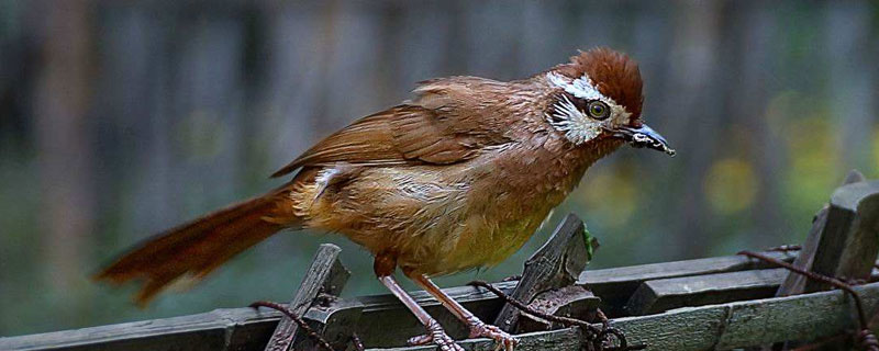 畫眉鳥飼料絕密配方