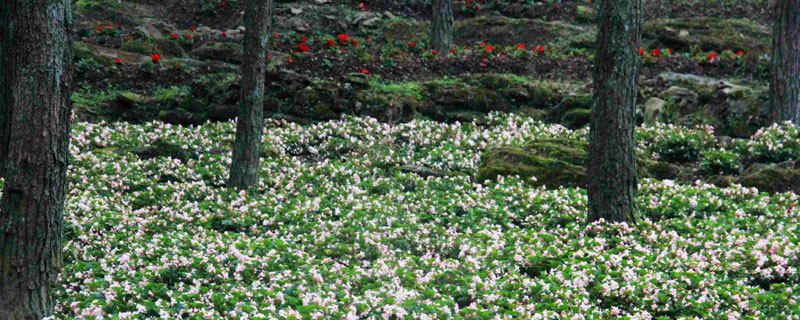 適合樹下種植的農作物