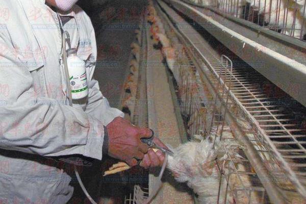 雞痘疫苗的接種方法