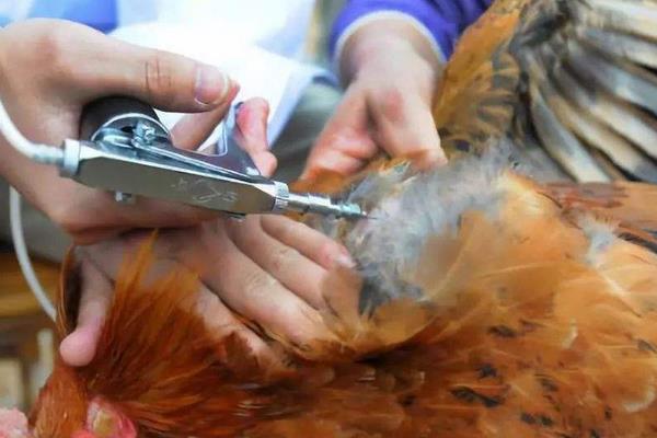 雞痘疫苗的接種方法