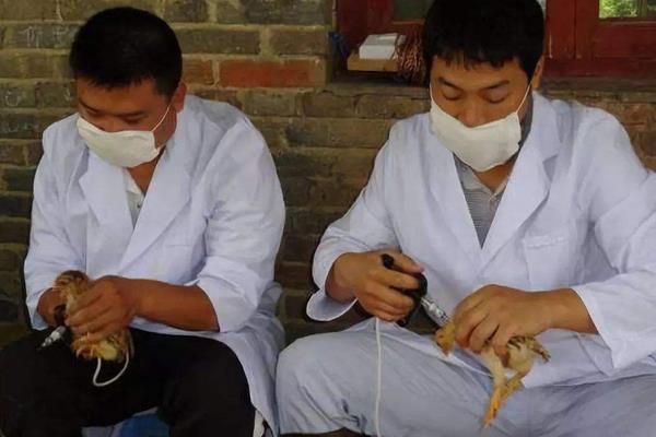 雞痘疫苗的接種方法