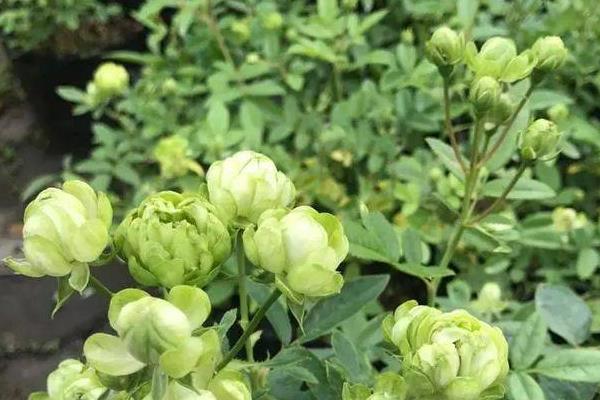 超微月季的養殖方法