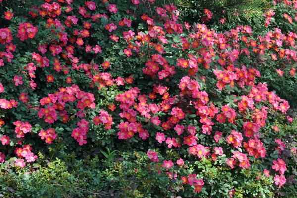 超微月季的養殖方法