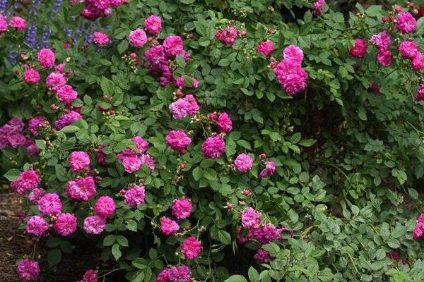 超微月季的養殖方法