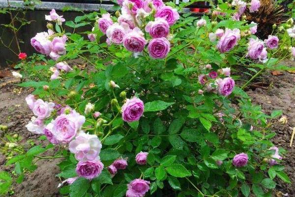 超微月季的養殖方法