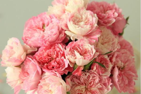 超微月季的養殖方法