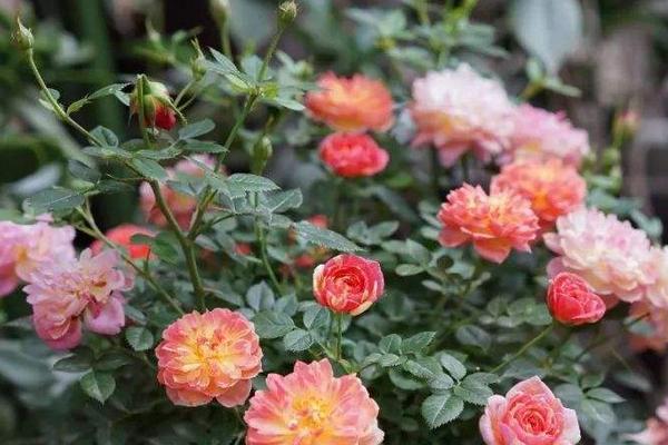 超微月季的養殖方法