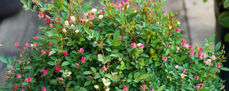 超微月季的養殖方法